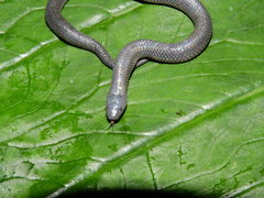 Geophis pyburni