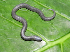 Geophis pyburni
