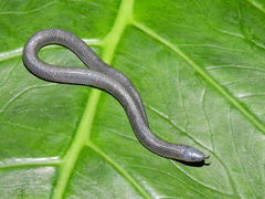 Geophis pyburni