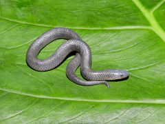 Geophis pyburni