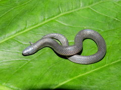 Geophis pyburni