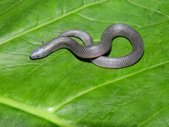 Geophis pyburni
