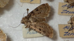 Chersotis multangula