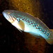Mogurnda adspersa - Photo (c) User:Haplochromis，保留部份權利CC BY-SA