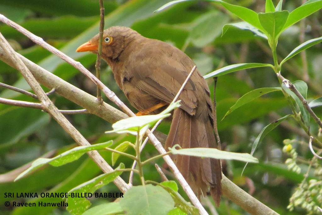 Orange-billed Babbler (Argya rufescens) photo