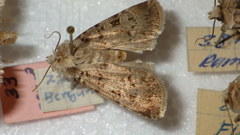 Chersotis multangula