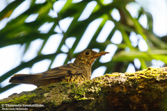 Sri Lanka Thrush photo 2