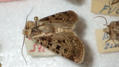 Chersotis multangula