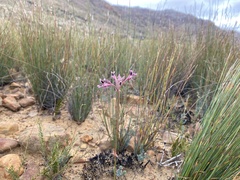 Pelargonium pilosellifolium