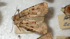 Chersotis multangula