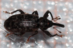Dorytomus dejeani