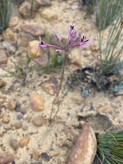 Pelargonium pilosellifolium