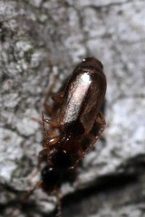 Philorhizus