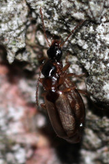 Philorhizus