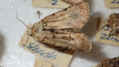 Chersotis multangula