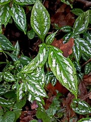 Strobilanthes maculata