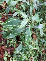 Strobilanthes maculata