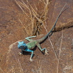 Pseudotrapelus jensvindumi