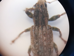 Sitona cinnamomeus