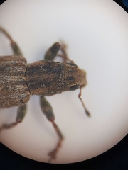 Sitona cinnamomeus