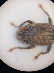 Sitona cinnamomeus