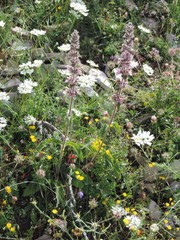 Stachys heraclea