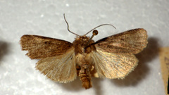 Chersotis andereggii