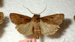 Chersotis andereggii