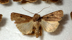 Chersotis andereggii