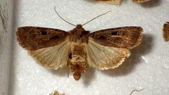 Chersotis andereggii