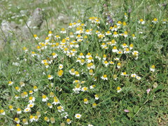 Anthemis arvensis incrassata
