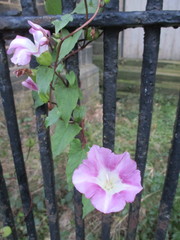 Calystegia × pulchra