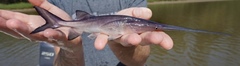Polyodon spathula