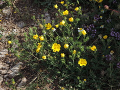 Potentilla pedata