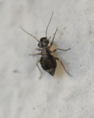 Atropetae