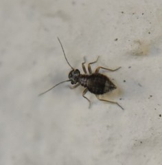 Atropetae