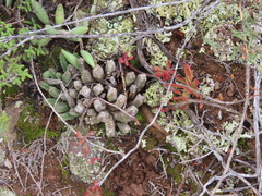 Stapelia paniculata scitula