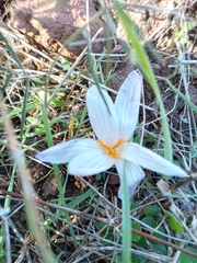 Crocus cancellatus