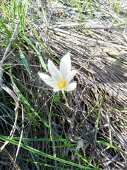 Crocus ochroleucus