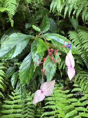 Hydrangea densifolia