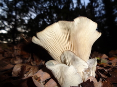 Clitocybe odora