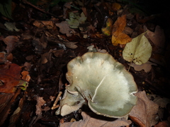 Clitocybe odora
