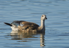 Cyanochen cyanoptera