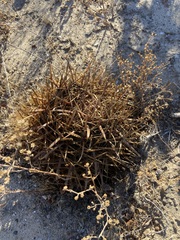 Ferocactus fordii borealis