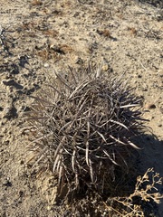 Ferocactus fordii borealis