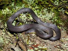 Geophis incomptus