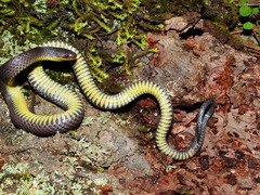 Geophis incomptus