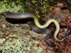Geophis incomptus