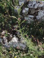 Scrophularia canina canina