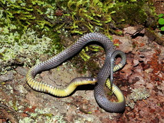 Geophis incomptus